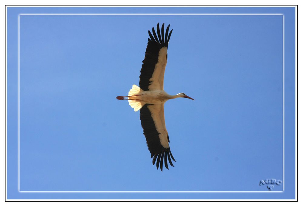 Cigüeña blanca sobrevolando