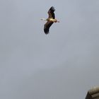 Cigüeña que acaba de despegar de una de las torres de la Colegiata de San Miguel (Alfaro/La Rioja)