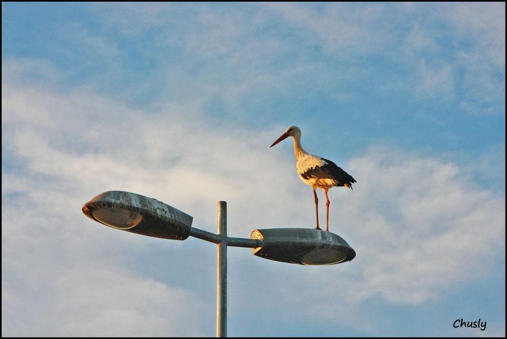 Cigüeña y farola - Stork and lamppost