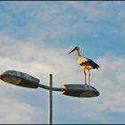 Cigüeña y farola - Stork and lamppost