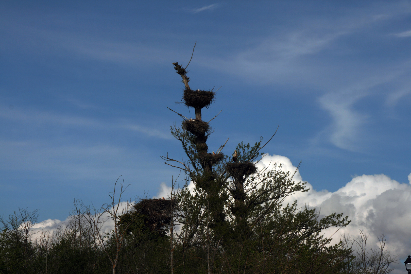 CIGÜEÑAS