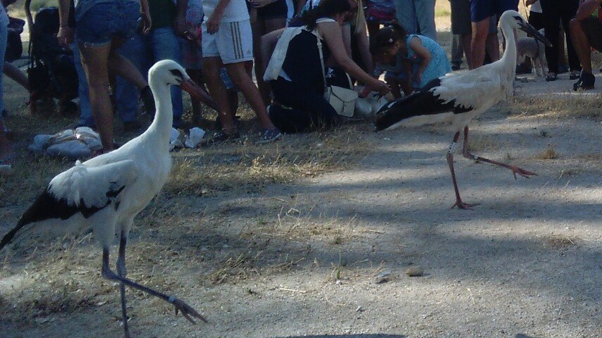 Cigüeñas a volar!