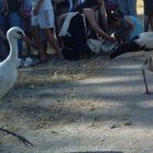 Cigüeñas a volar!