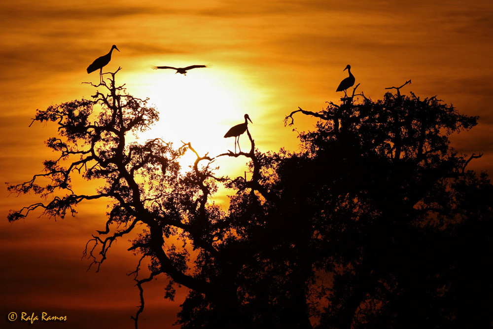 Cigüeñas al atardecer