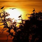 Cigüeñas al atardecer