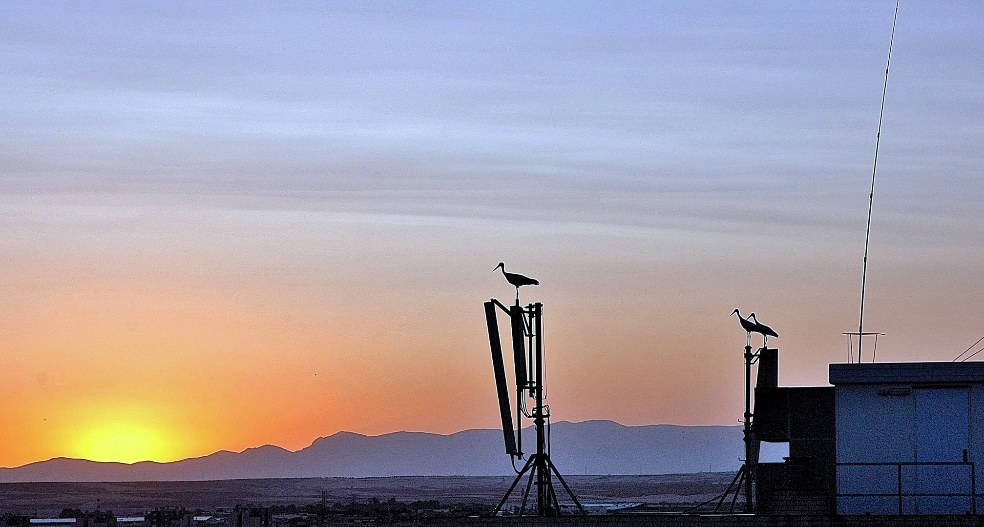 Cigüeñas al atardecer