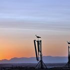 Cigüeñas al atardecer