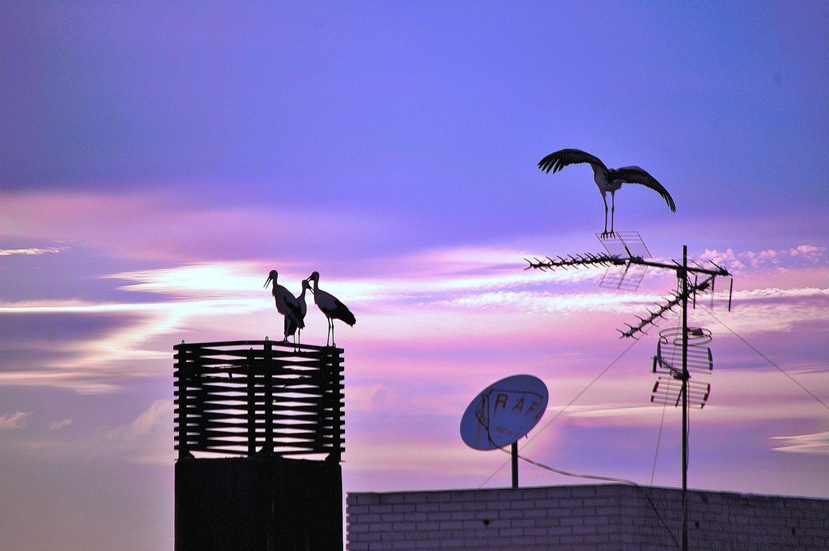 Cigüeñas contemplando la puesta de sol