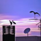 Cigüeñas contemplando la puesta de sol