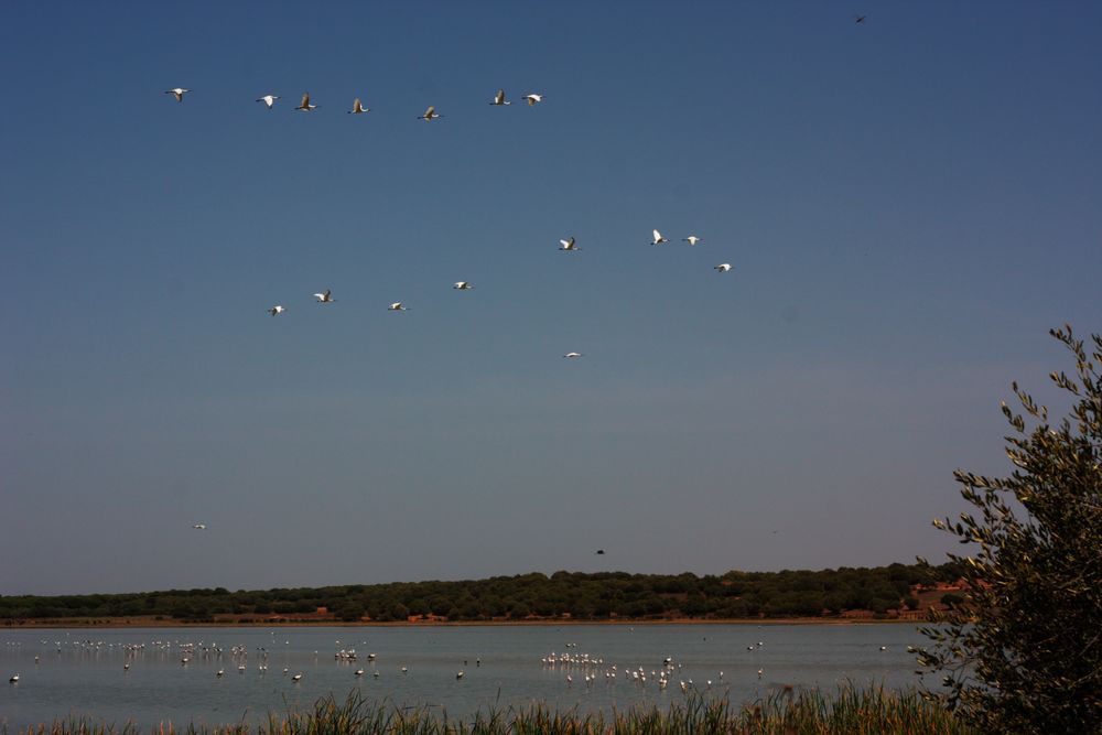 cigüeñas en Doñana. 