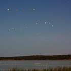 cigüeñas en Doñana. 