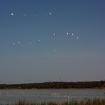 cigüeñas en Doñana. 