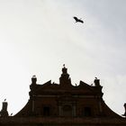 Cigüeñas en la Colegiata de San Miguel de Alfaro (La Rioja / abril de 2012)