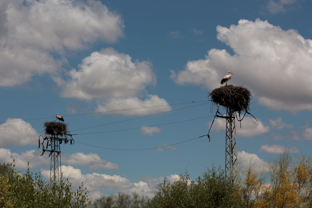 cigüeñas vecinas 