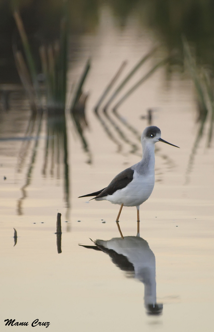 Cigueñela (himantopus himantopus) Bajo Guadalquivir