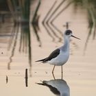 Cigueñela (himantopus himantopus) Bajo Guadalquivir