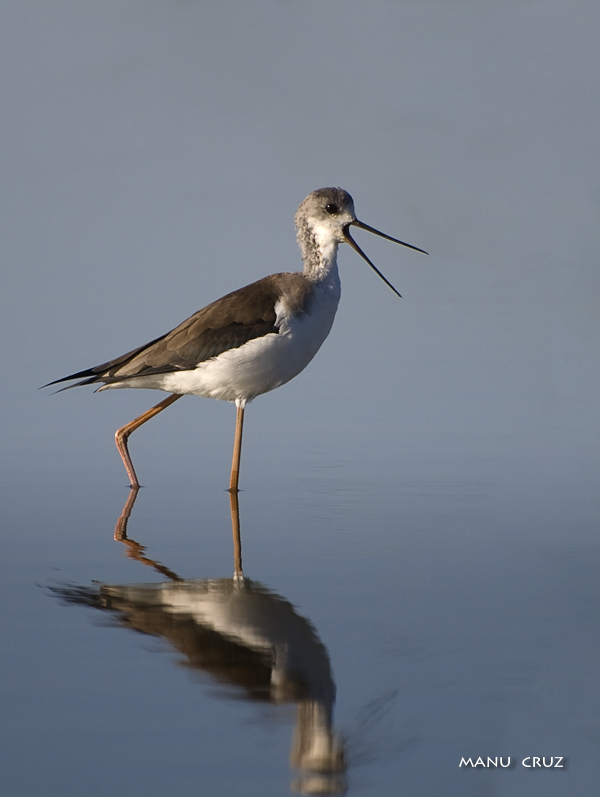 Cigueñela joven, (himantopus himantopus) Bajo Guadalquivir