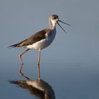 Cigueñela joven, (himantopus himantopus) Bajo Guadalquivir