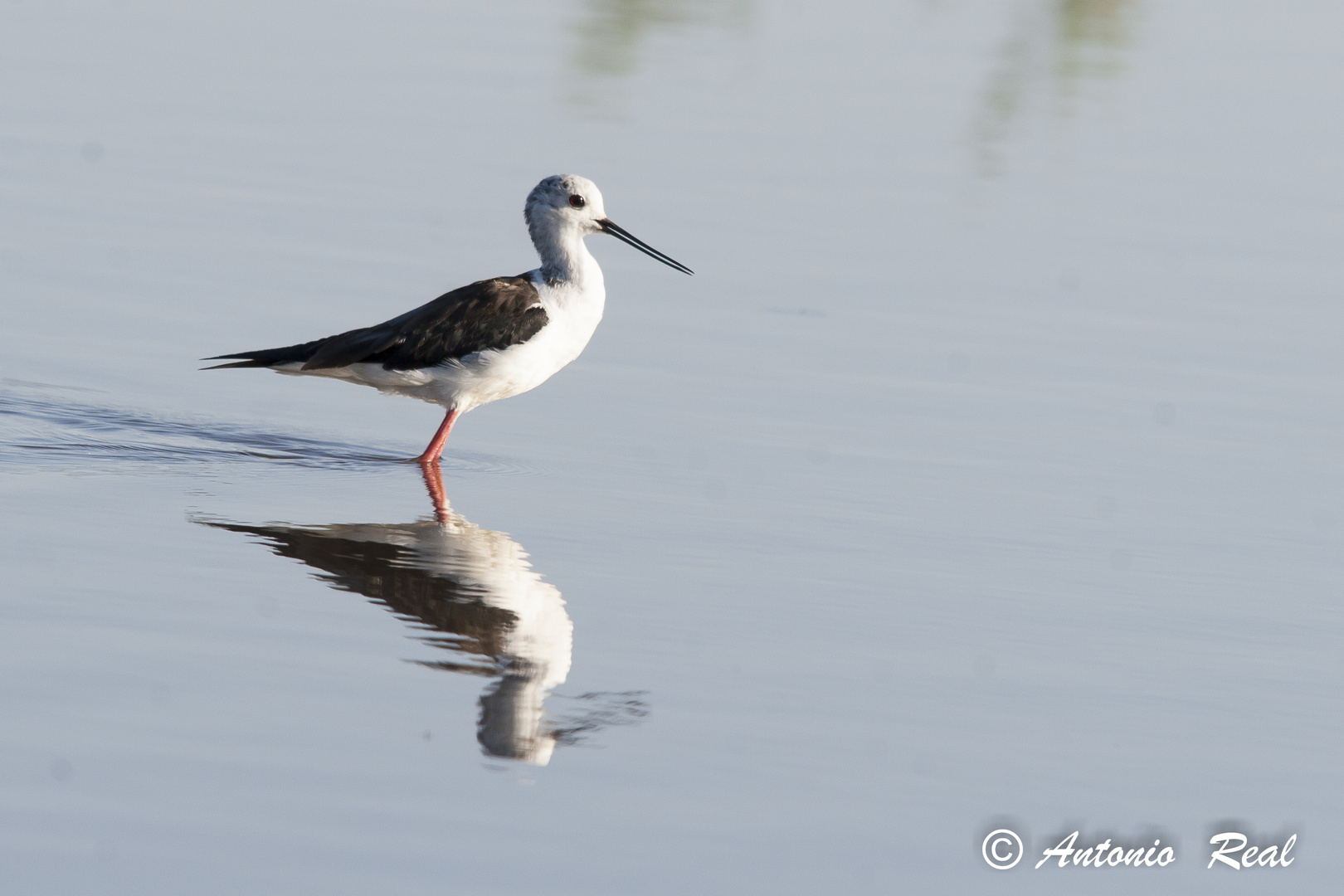 Cigüeñuela ( Himantopus himantopus )