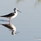 Cigüeñuela ( Himantopus himantopus )