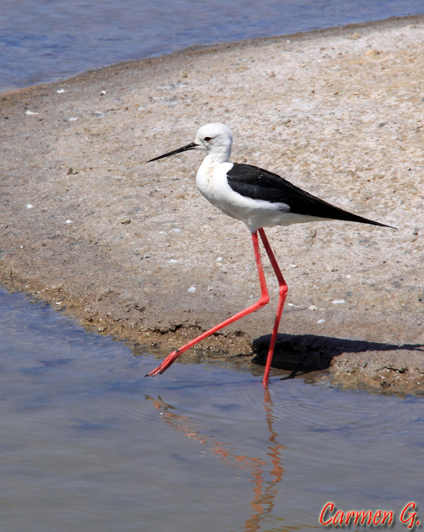 Cigüeñuela por las salinas