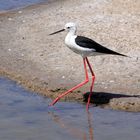 Cigüeñuela por las salinas