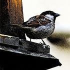 User Profile Photo