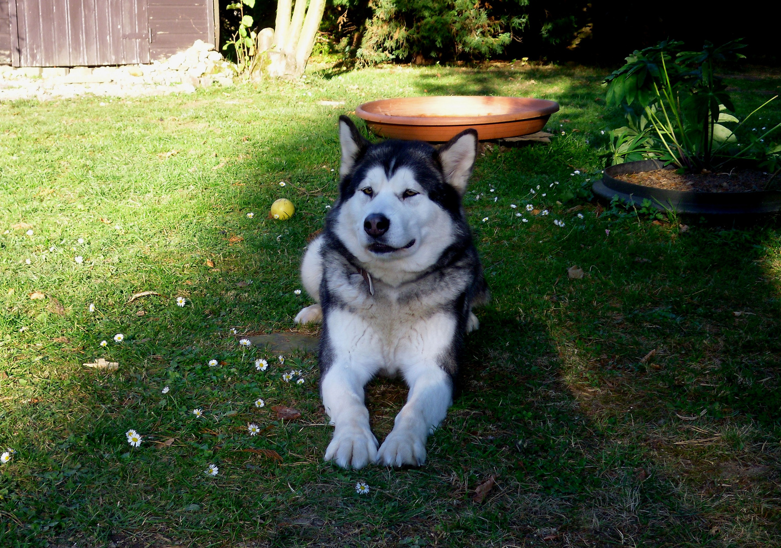 Cika auf den Kleesberg