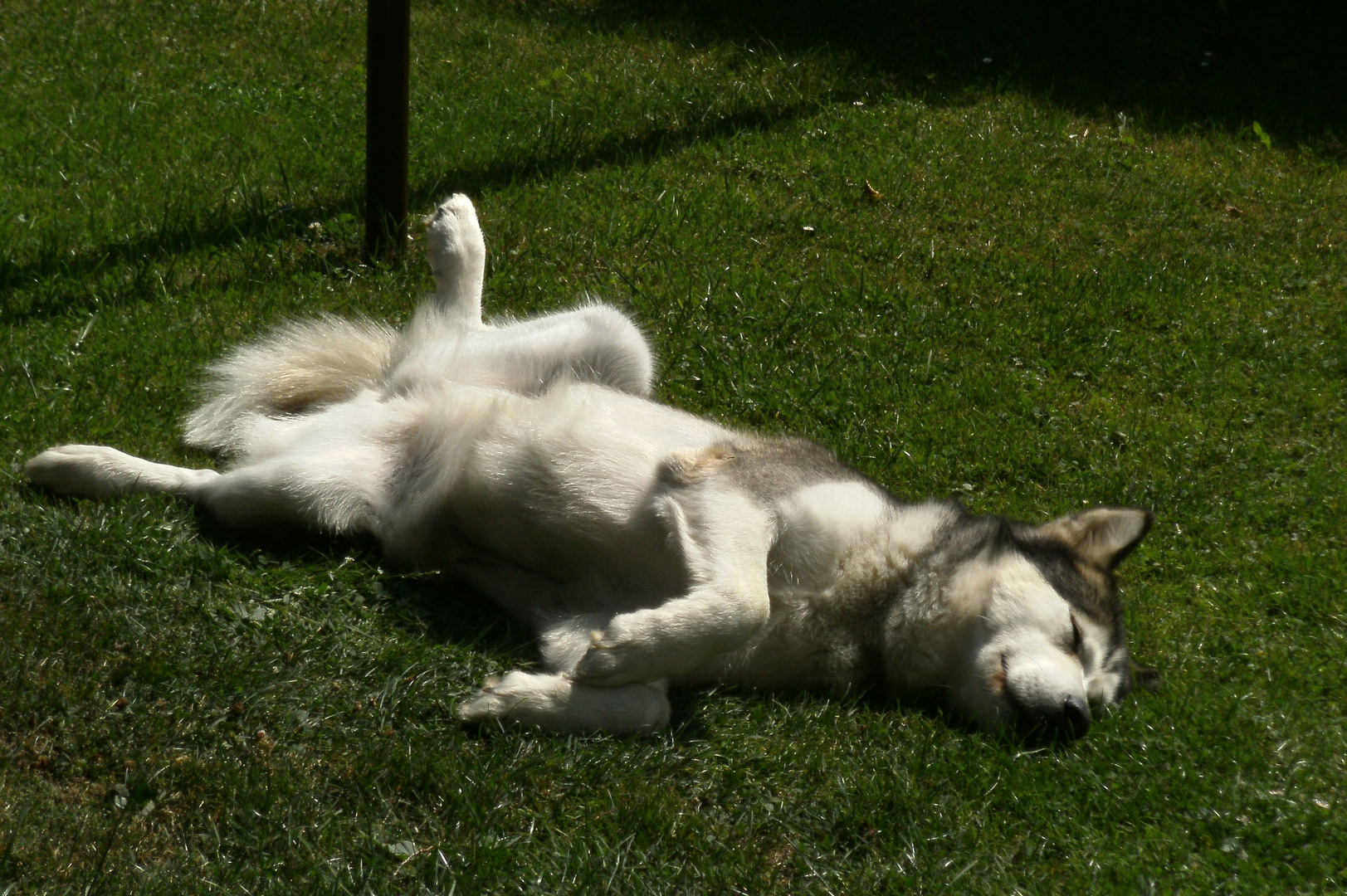 Cika im Garten