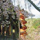 cilieggi in fiore e pagoda a miyajima Giappone