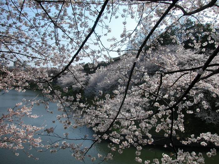 Ciliegi in fiore a Tokyo