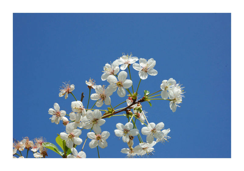 Ciliegi in fiore