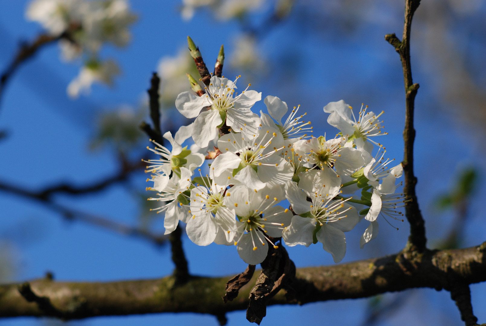 Ciliegio in fiore