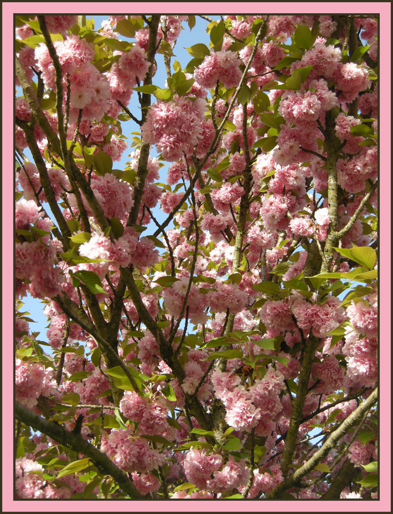 Ciliegio in Fiore