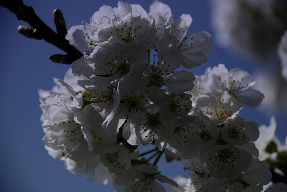 Ciliegio in fiore .......ora non c è più