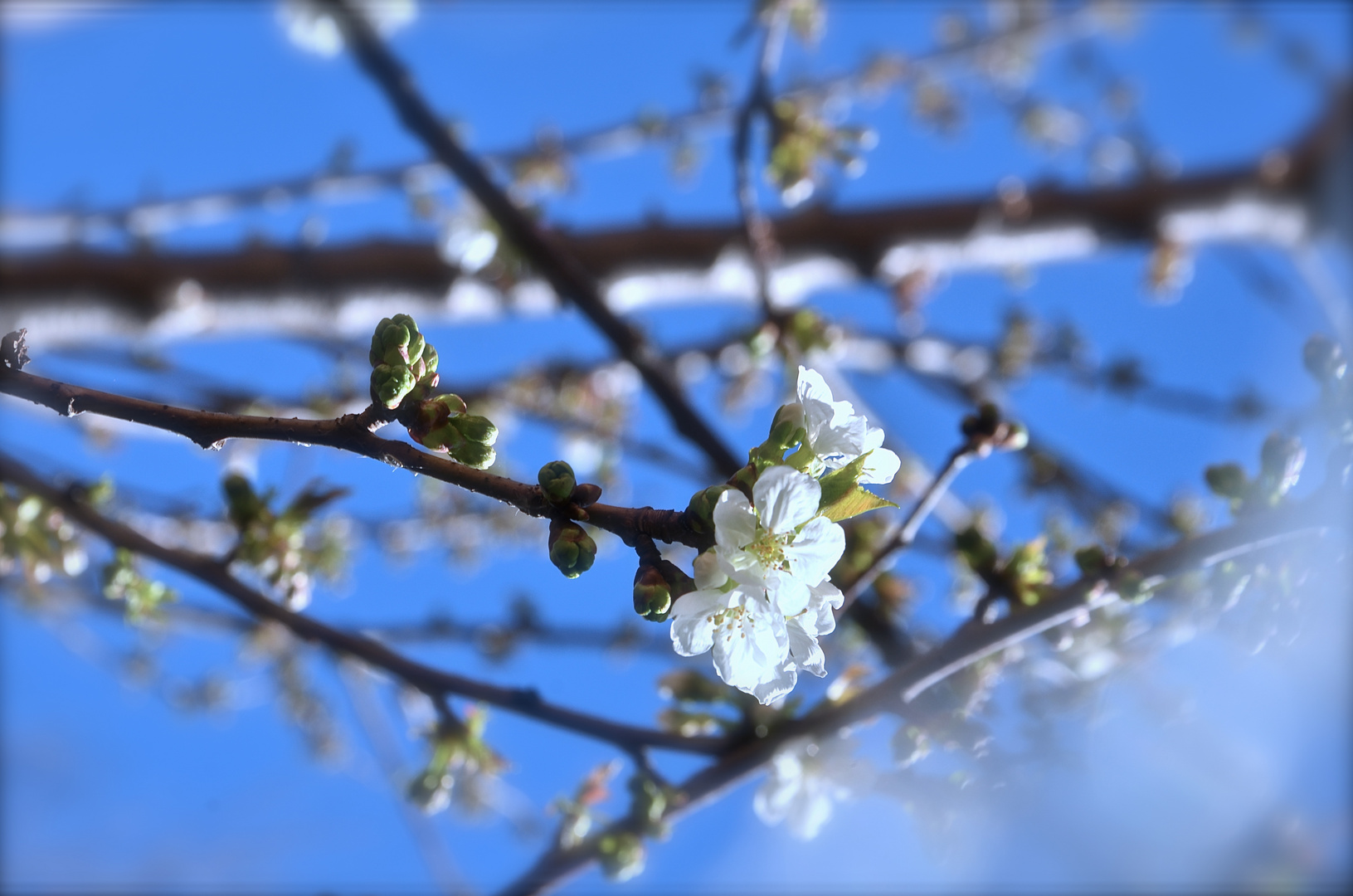 ciliegio in fiore..Sakura