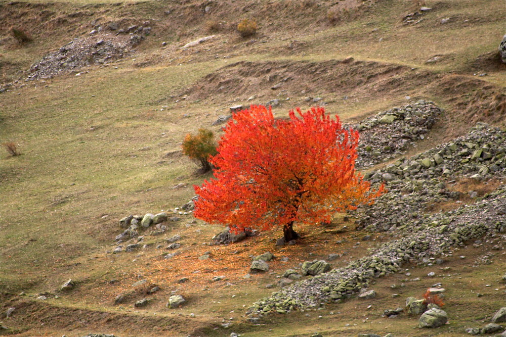 ciliegio selvatico