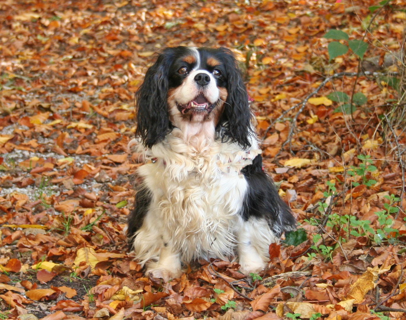 Cilla beim Herbstspaziergang