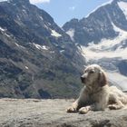 CIMA DEL BERNINA DALLA FORCOLA SURLEY