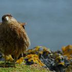 Cimango Caracara