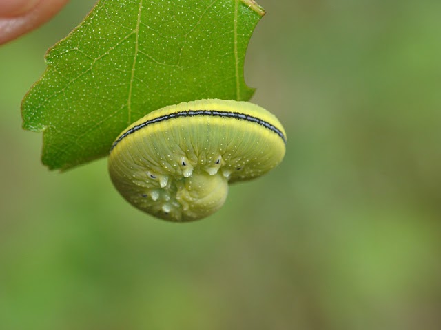 Cimbex femoratus