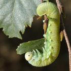 Cimbex femoratus, Birkenknopfhornblattwespe I