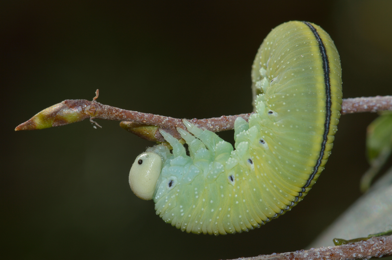 Cimbex femoratus, Birkenknopfhornblattwespe III