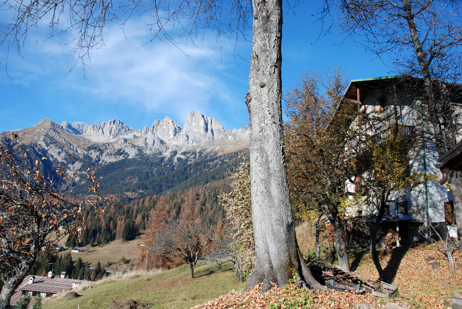 cime d'auta