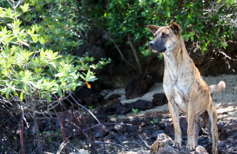 "Cimeng, The Mangrove Guard"