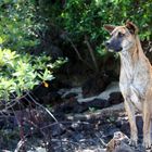 "Cimeng, The Mangrove Guard"