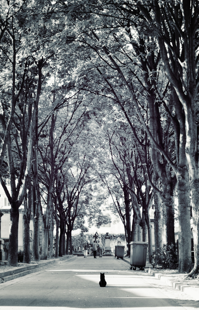 Cimetière de Montmartre