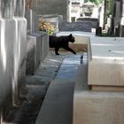 Cimetière de Montmatre