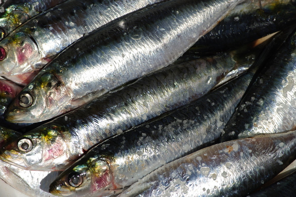 Cimetière de Sardines Portugaises