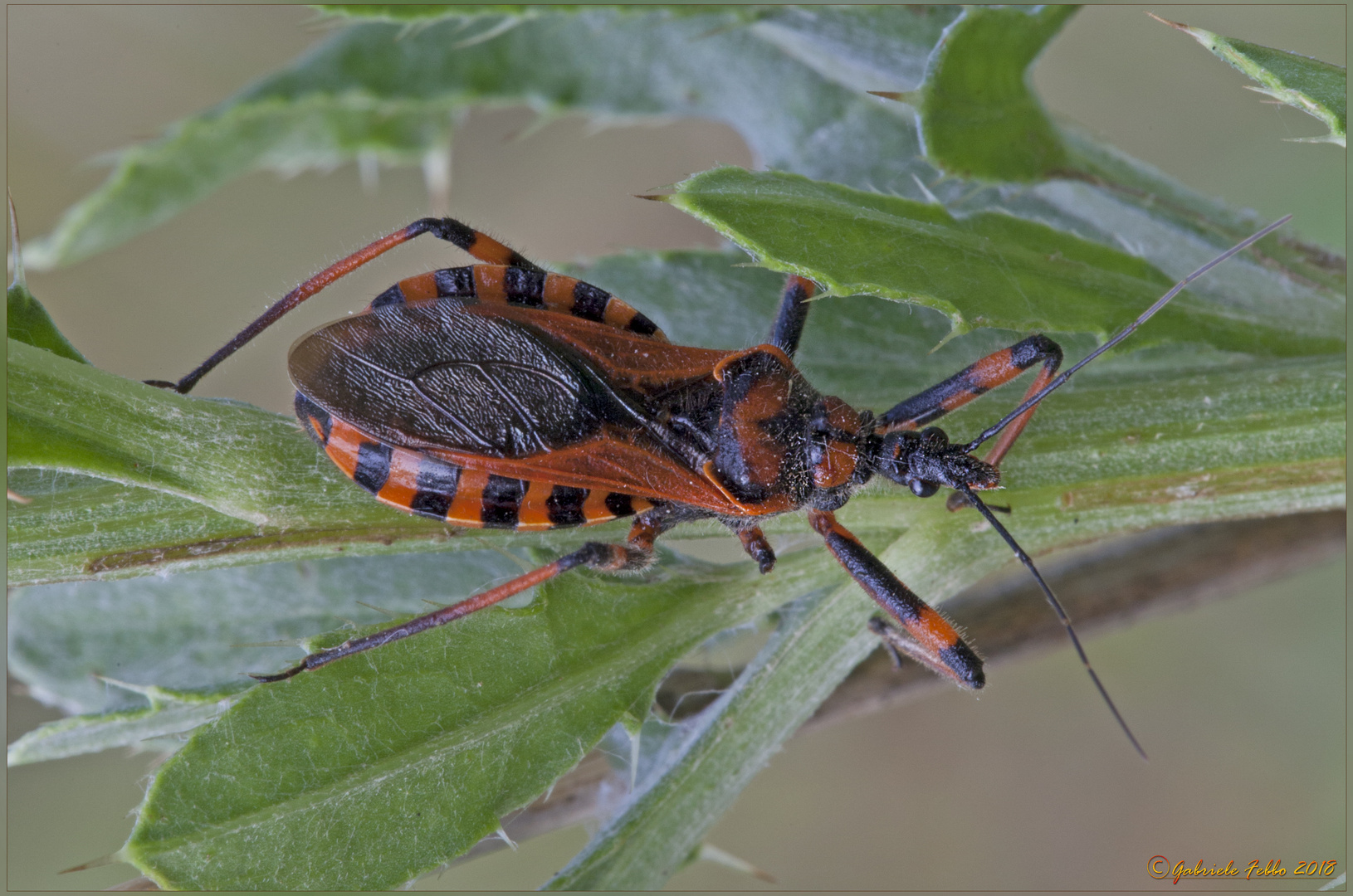 Cimice assassina - Rhynocoris iracundus (Poda, 1761)